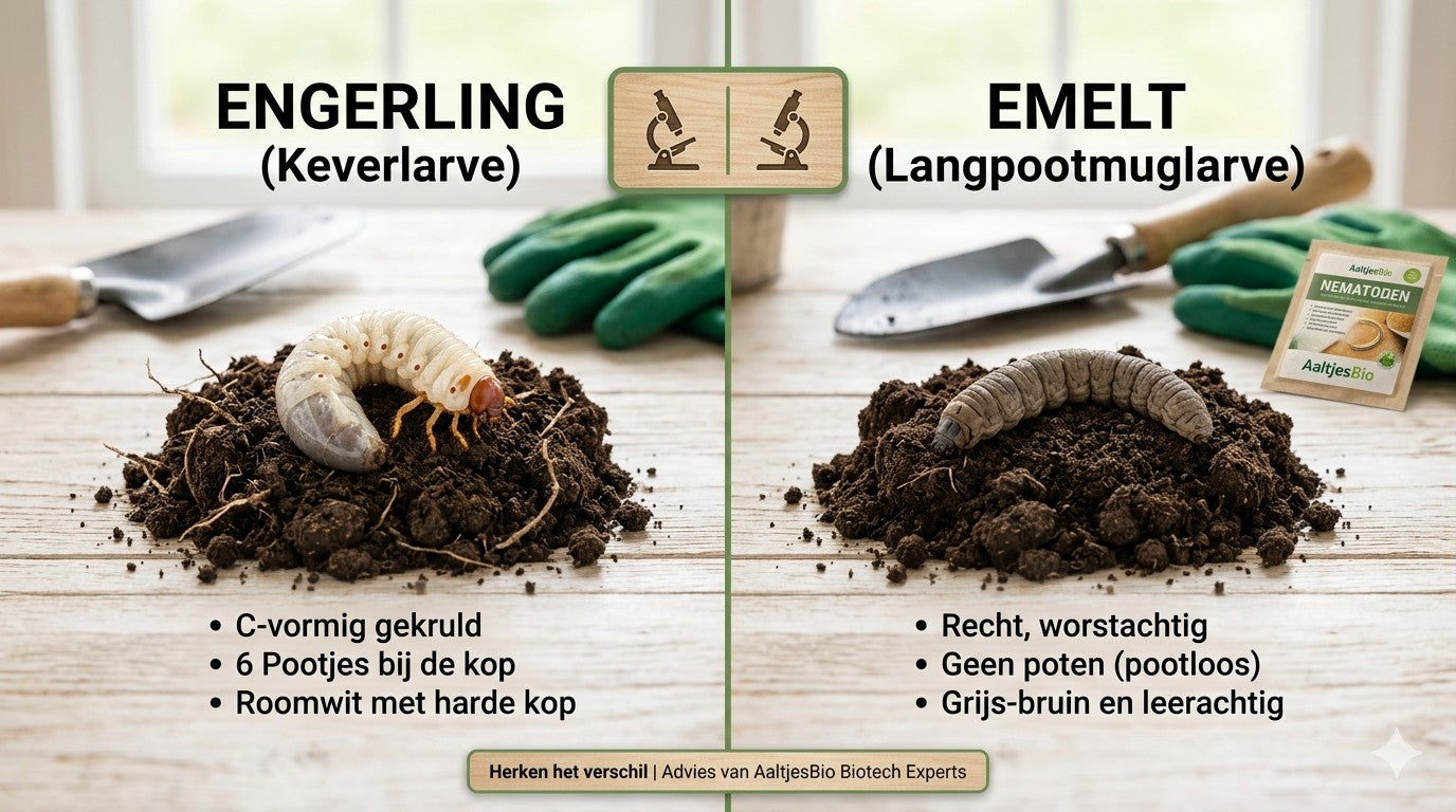 Help, mijn gazon gaat kapot! Zijn het Engerlingen of Emelten?