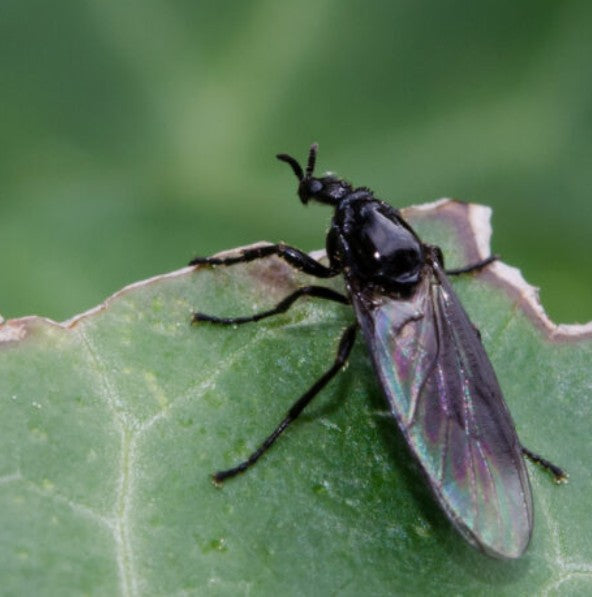 Rouwvliegen: Lastige plantenbezoekers en hoe je ze bestrijdt