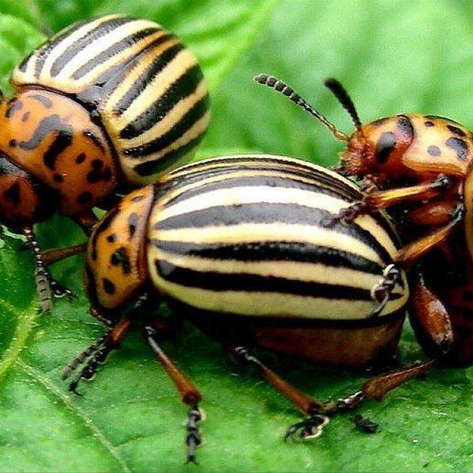 Aaltjes tegen Colorado kever