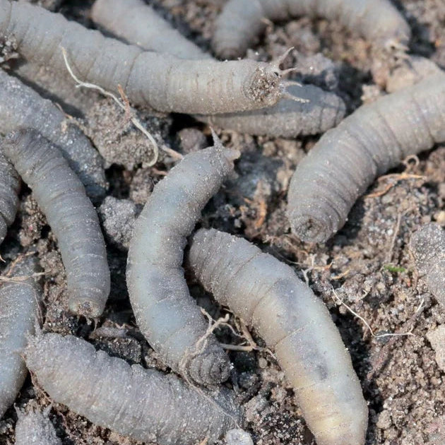 Aaltjes tegen Emelten