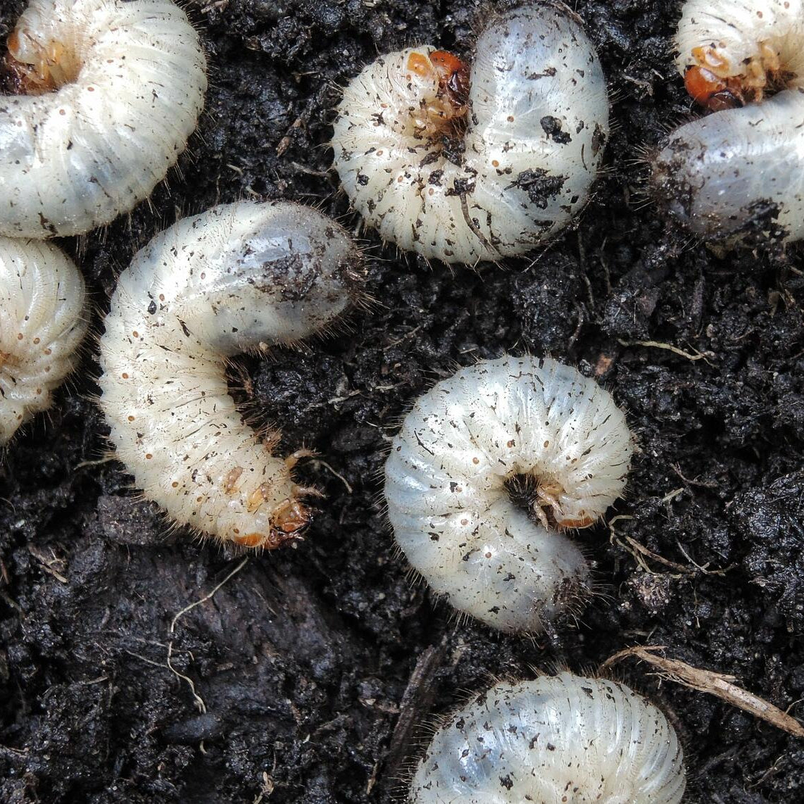Aaltjes tegen Engerlingen (Meikever/Junikever)