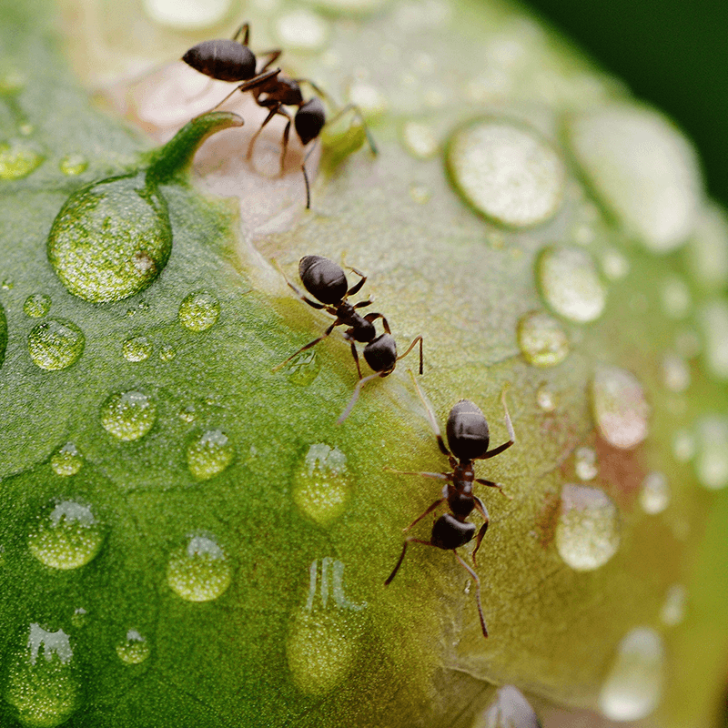 Aaltjes tegen Mieren