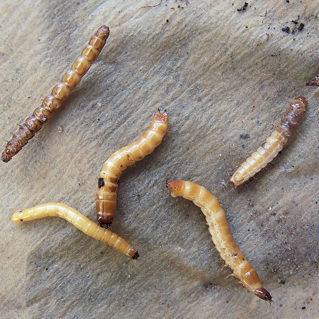Aaltjes tegen Ritnaalden