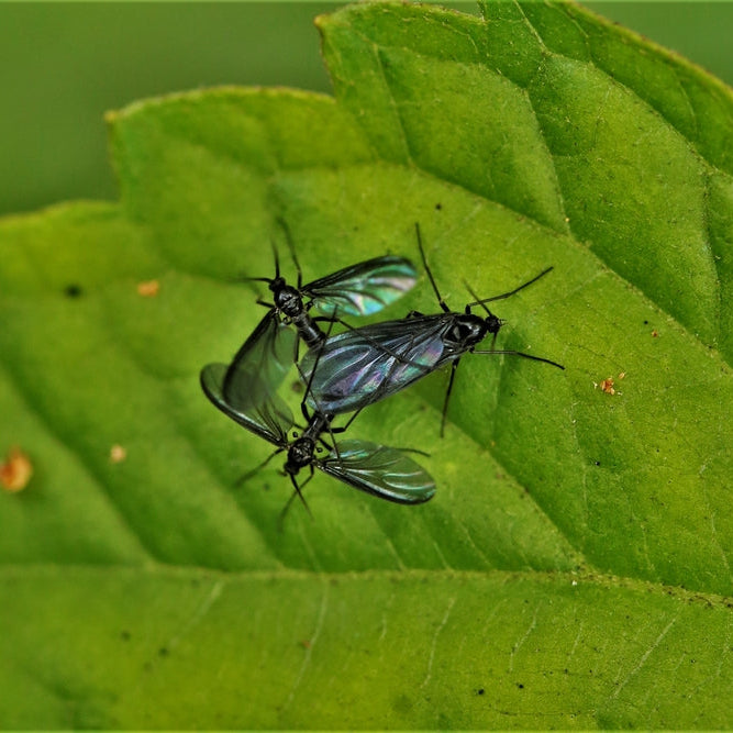 Aaltjes tegen Rouwvliegen