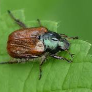 Aaltjes tegen Rozenkever