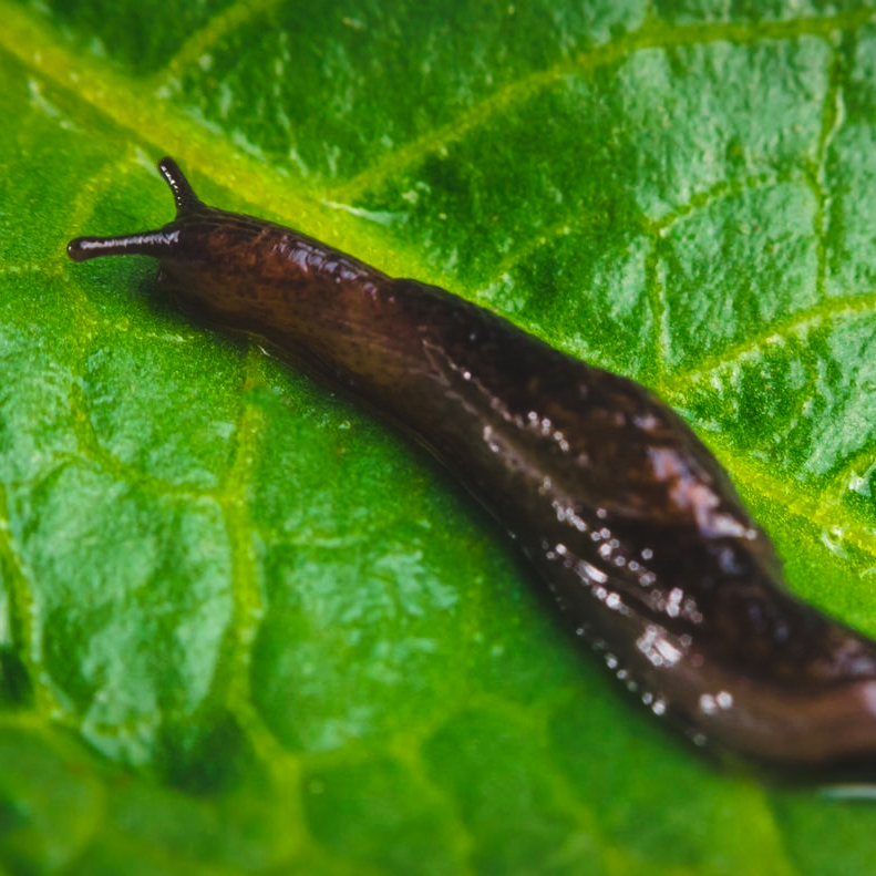 Aaltjes tegen (naakt) slakken