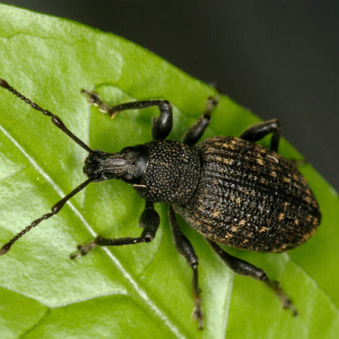 Aaltjes tegen Taxuskever