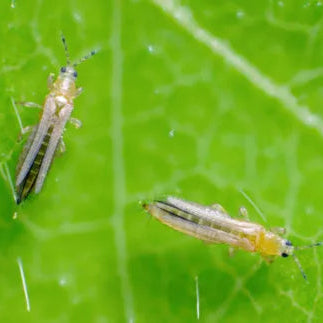 Aaltjes tegen Tripsen