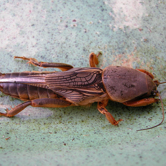 Aaltjes tegen Veenmollen