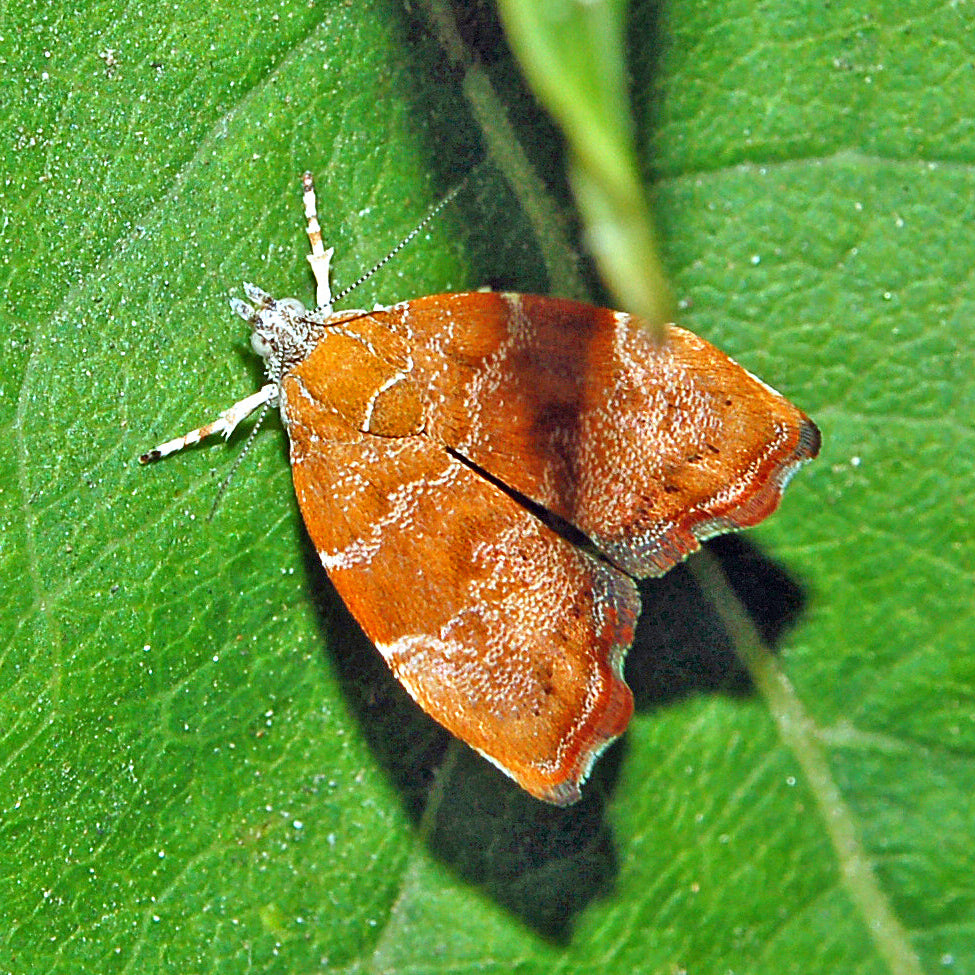 Aaltjes tegen Vijgenskelleteermot